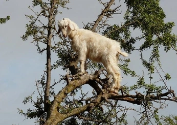 A cover of "tenalach" cluster. The owner is katielauren. The cluster consists of 8 elements.