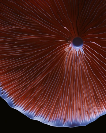 A cover of "texture" cluster. The owner is elvagrac. The cluster consists of 3 elements.