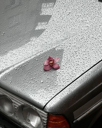 A cover of "G detail" cluster. The owner is nikolaus. The cluster consists of 3 elements.