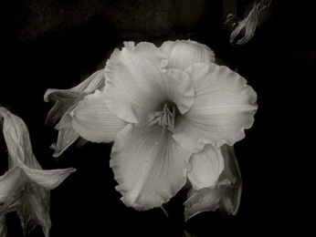 A cover of "black and white" cluster. The owner is emma227. The cluster consists of 19 elements.