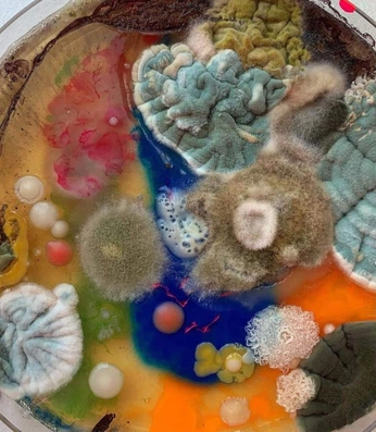 A cover of "EcoArt" cluster. The owner is habibasart. The cluster consists of 4 elements.