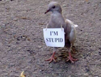 A cover of "PIGN" cluster. The owner is h4nabanana. The cluster consists of 120 elements.