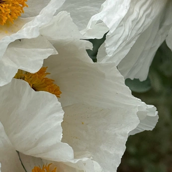 A cover of "mellow yellow" cluster. The owner is artbylorraine. The cluster consists of 15 elements.