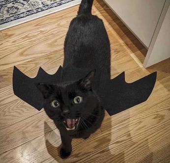 A cover of "Char core" cluster. The owner is wormguts. The cluster description is "MY BABY <333". The cluster consists of 57 elements.