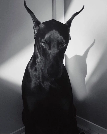 A cover of "Dogs and wolves" cluster. The owner is jasongkms. The cluster consists of 8 elements.