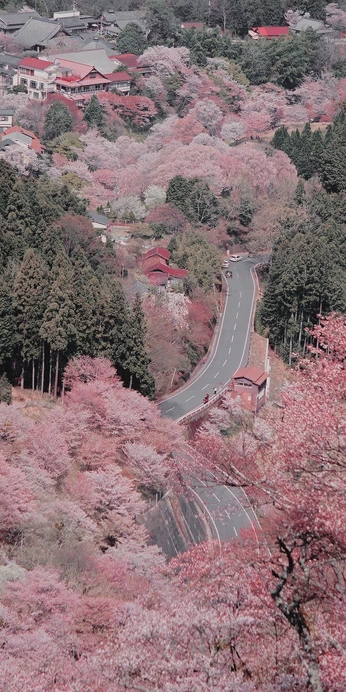 A cover of "japan" cluster. The owner is palomajrd. The cluster consists of 22 elements.