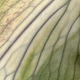 riitualform